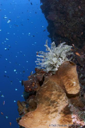 "Colours of the Reef" Bunaken National Park - Tokina 10-17 by Debi Henshaw 